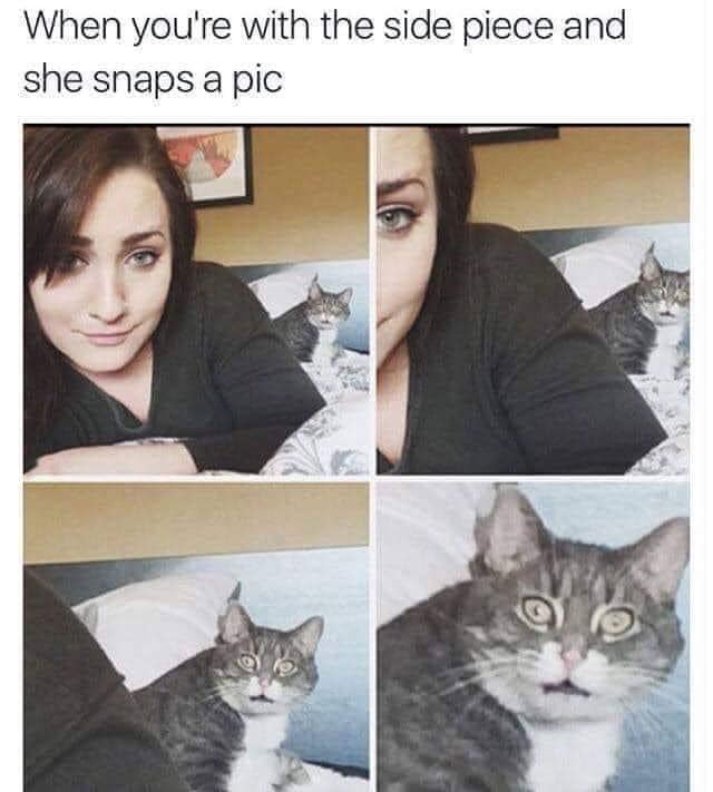 Cat doesn t. Мемы с котом на фото одиночное. Пикчер кто делает мемы. Покажи картинки которых кошек уже не бывает.