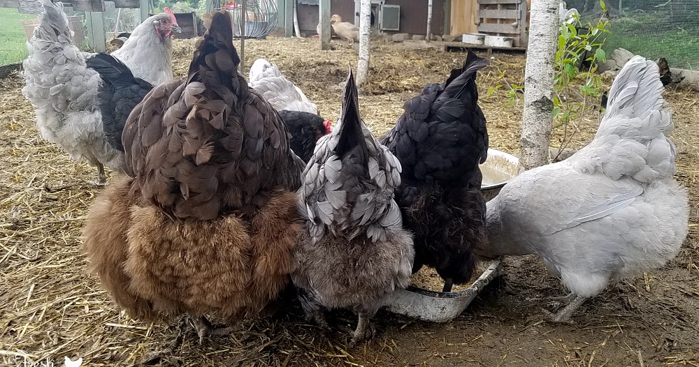 Vent Gleet in Backyard Chickens Fresh Eggs Daily®