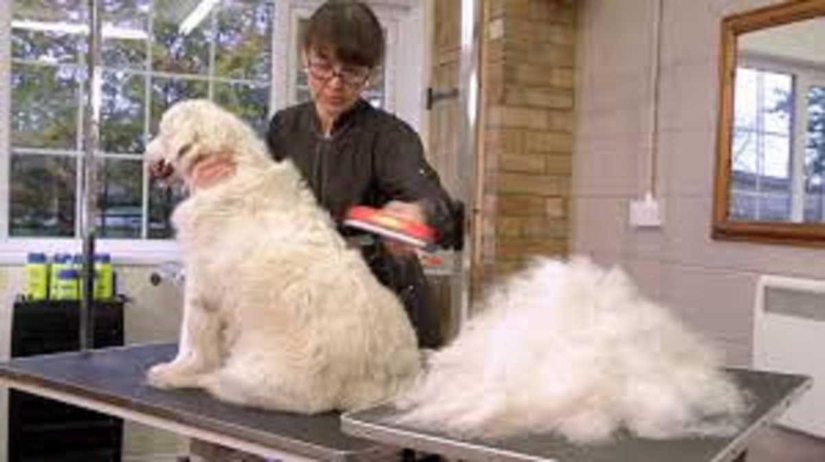 The Best Pet DeShedding Tool Doglopedix