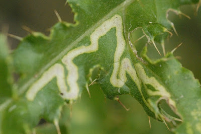 Yaprak oygusu (Phytomyza spinaciae)