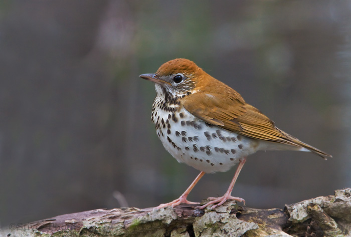Birds: Wood Thrush