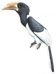 world of hornbills