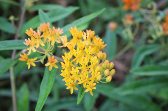 yellow cluster butterfly weed