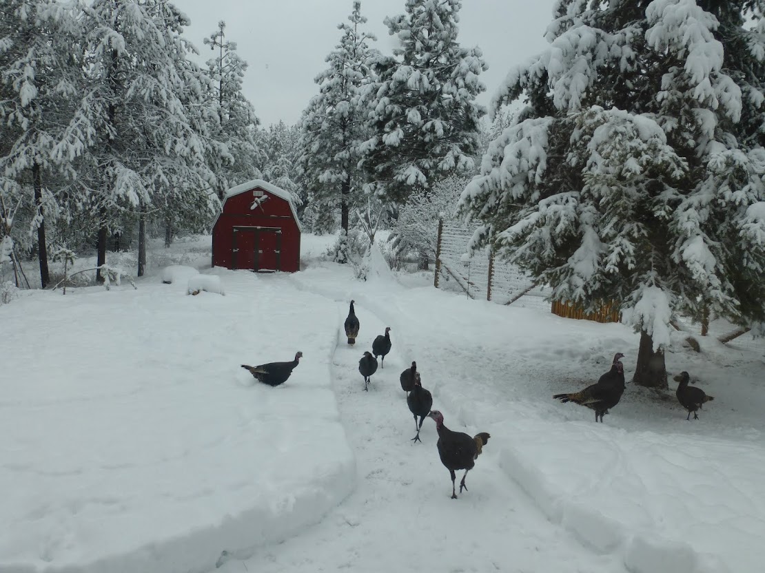 Winter Turkeys