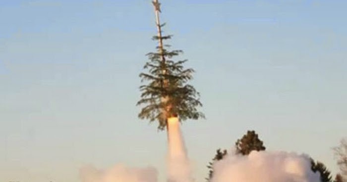 how do you stop a christmas tree from growing the garden how do you stop a christmas tree from growing the garden