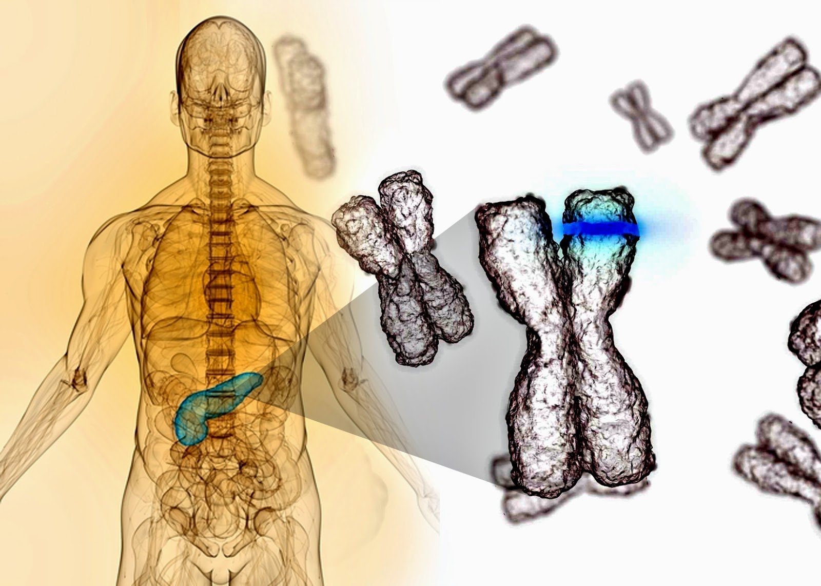El envejecimiento y las células