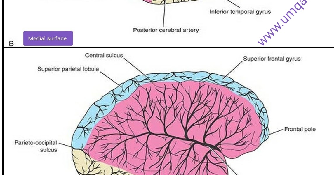 What is the blood supply to the brain?