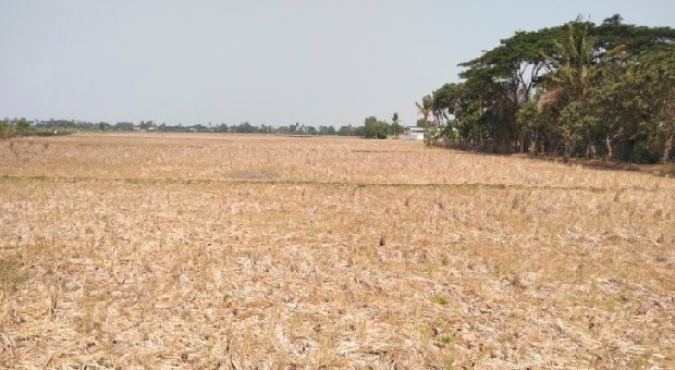 Ribuan Hektare Areal Sawah di Karawang Kekeringan