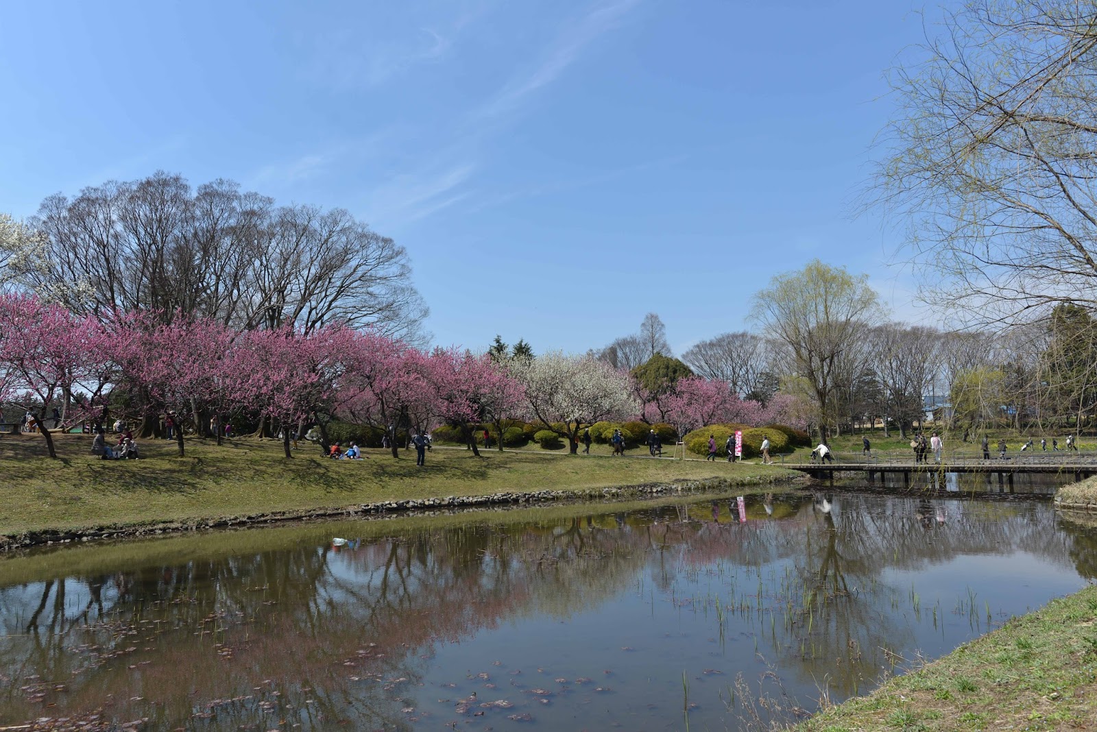 きた みた まけた 第41回古河桃まつり 古河総合公園（古河公方公園） ＠茨城県古河市鴻巣