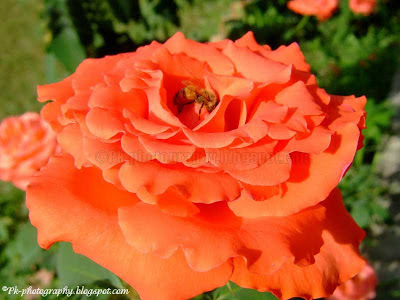 Nature, Cultural, and Travel Photography Blog: 10/1/08 - 11/1/08