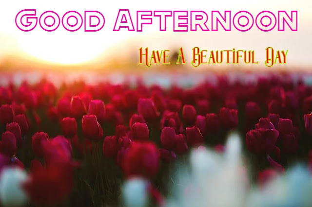 Good Afternoon HD Image Good Afternoon HD Image