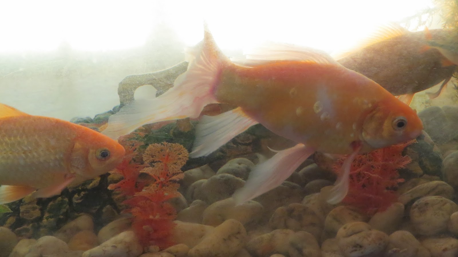 Photography with Dr. Ernie. Goldfish, Silver Dollar and Hammerhead Aquarium fishes