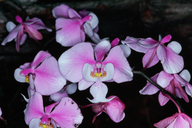 Phalaenopsis Schilleriana Care And Culture Travaldo S Blog