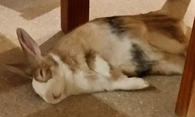 Bunny is lying on his side on the floor underneath the chair and between the chair and table legs with his eyes closed. His body is stretched out.