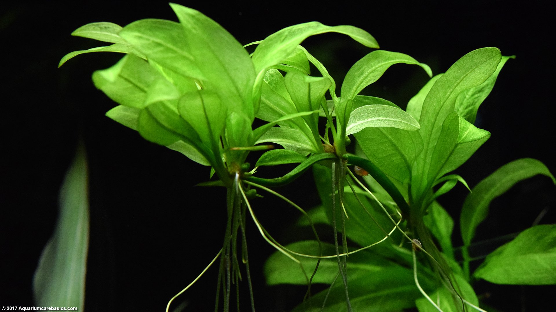 The Rebel Sweetheart. 5 Best Aquatic Plants For Your Goldfish.
