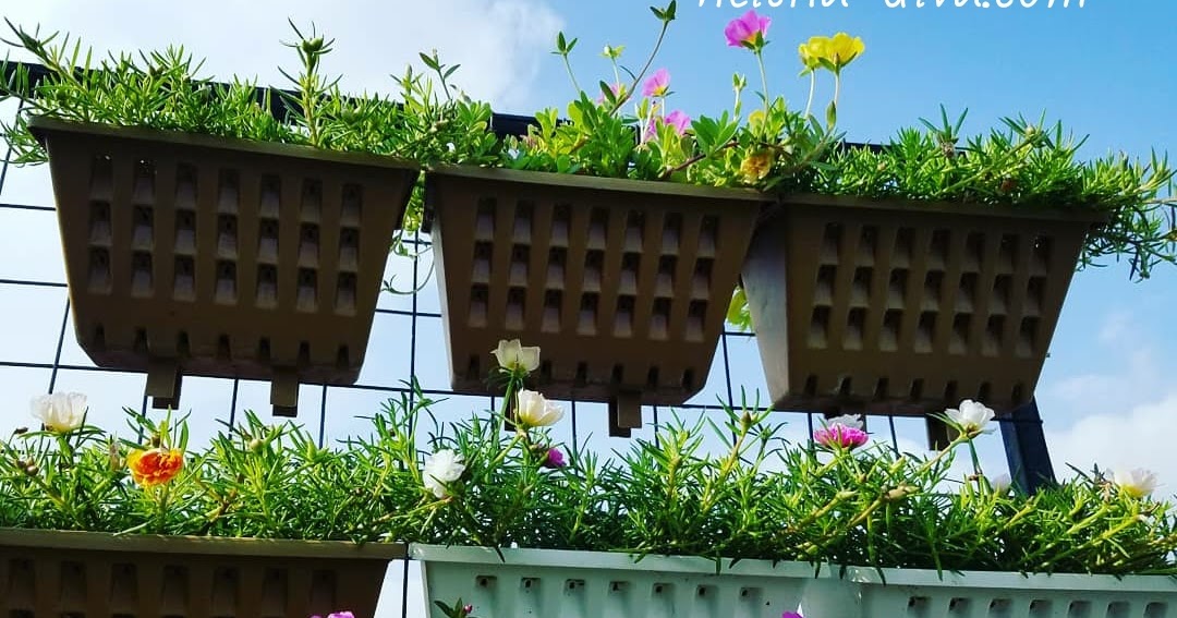 Rumah Bunga  Neisha TIPS Cara Membuat Vertical Garden 