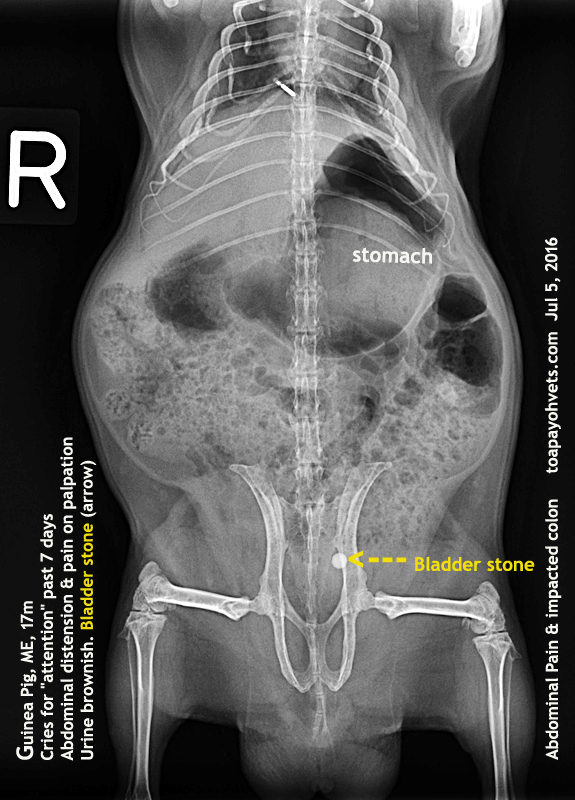 2010vets 2975. A 1yearold guinea pig has stone stuck in urethra