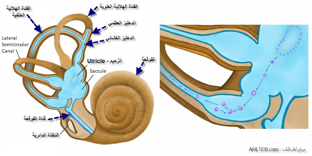 تشريح الأذن الداخلية لفهم كيف يحدث الدوار الحركي