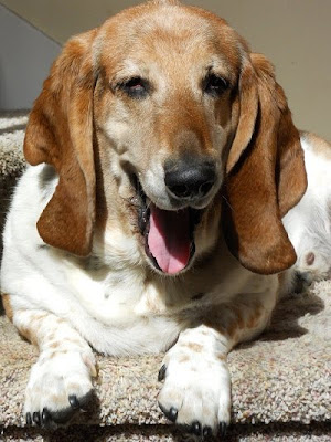 HAPPY FRED IN THE SUNSHINE!