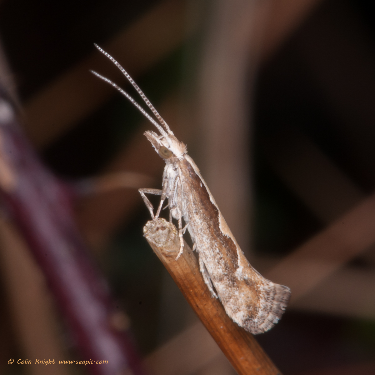 Postcards from Sussex Rewell Wood moths and other insects