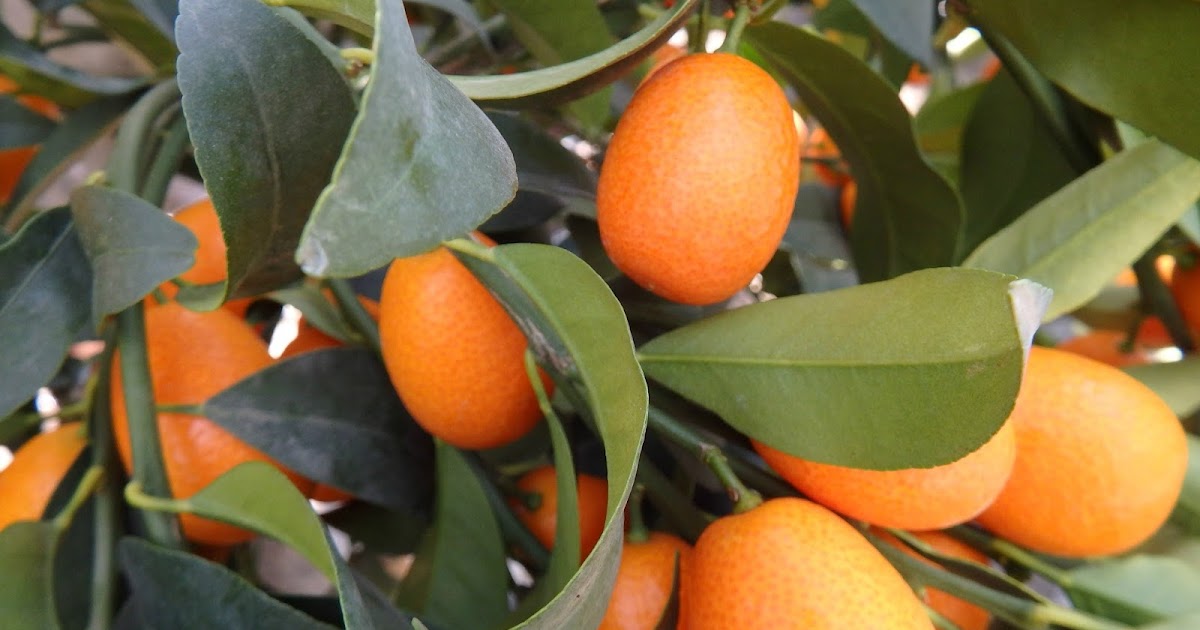 unjardinsostenible.com: Fortunella Kumquat y Citrofortunella Limequat