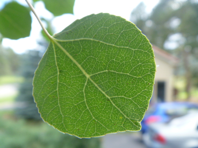 Woman with No Regrets: July 2011