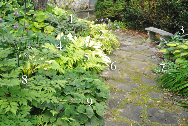 Three Dogs in a Garden