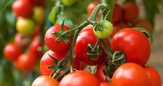 perawatan tanaman tomat organik