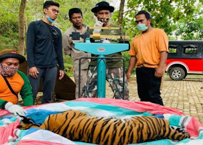 Warga Sipagimbal Tangkap Harimau, Khawatir Memangsa Siswa yang sering Belajar Daring di Ladang