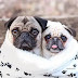 14 Reasons Why Pugs Are The Most Majestic Creatures On Earth