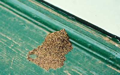 Drywood vs Subterranean termites damage Pictures, Identification