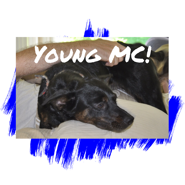 Miniature Pinscher Adoption Dog