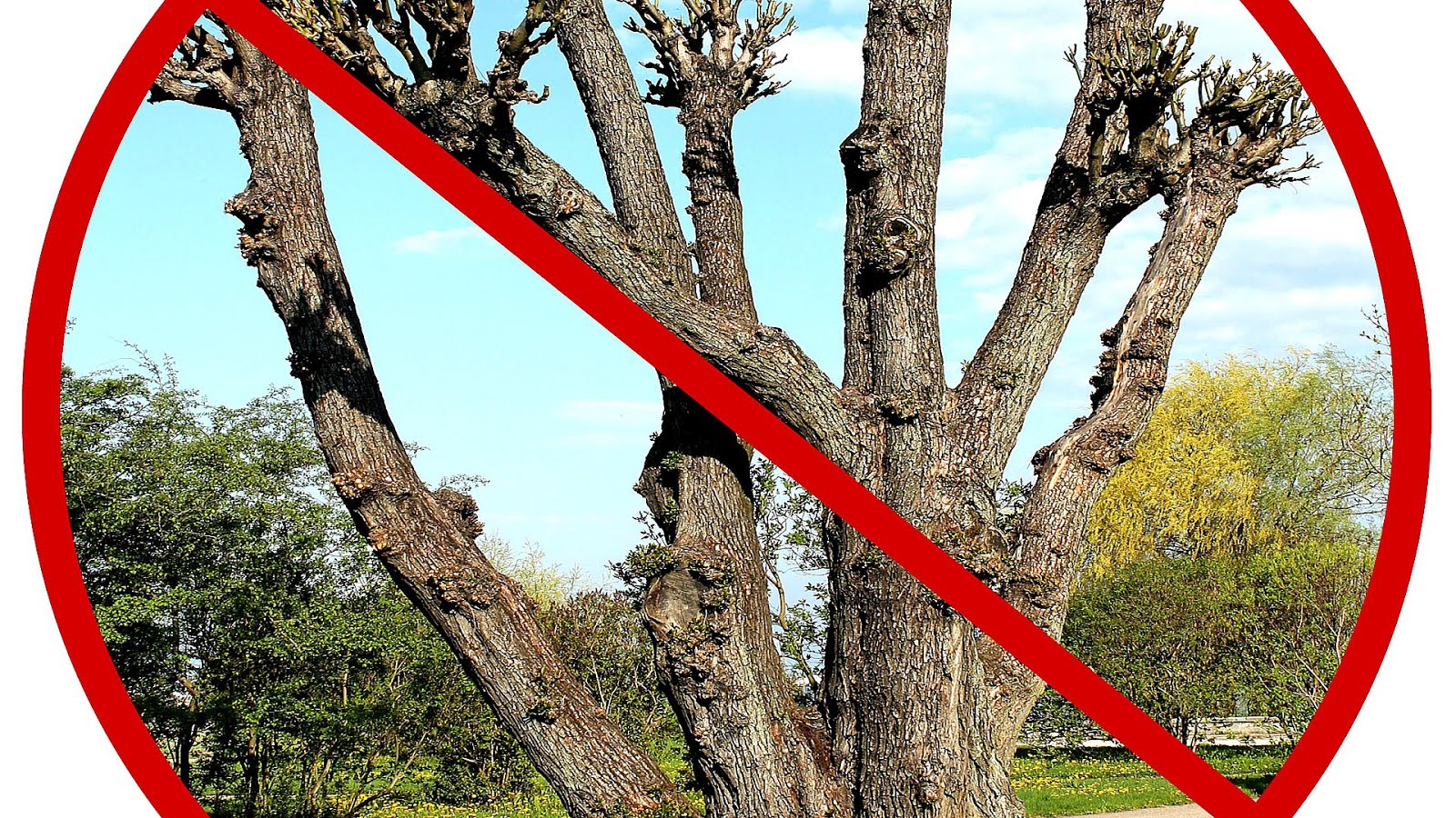 The Topping Tree Tree Choices