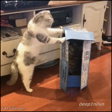 Hilarious Cat GIF • Cat hidden in box. When evil boxes rise up and fight back! Super fast slap mode activated Hilarious Cat GIF • Cat hidden in box. When evil boxes rise up and fight back! Super fast slap mode activated
