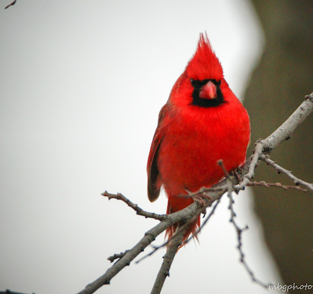 male Northern Cardinal photo by mbgphoto