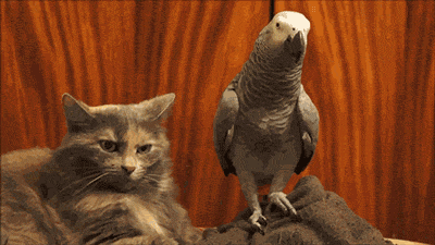 tumblr_mxgwej2Jer1qb5gkjo1_400.gif
