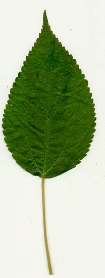 Boehmeria cylindrica leaf1 Бемерия что общего с крапивой
