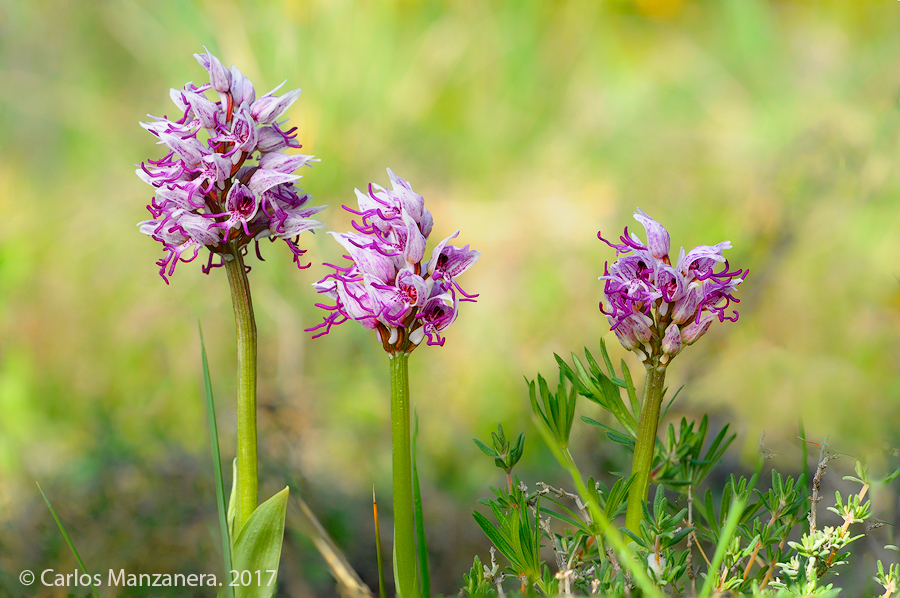 Natura de Caps de Setmana Orchis simia