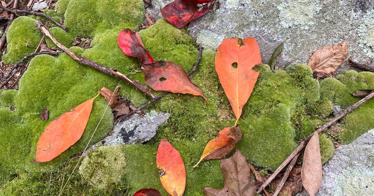 Terrierman's Daily Dose Jewels in the Forest