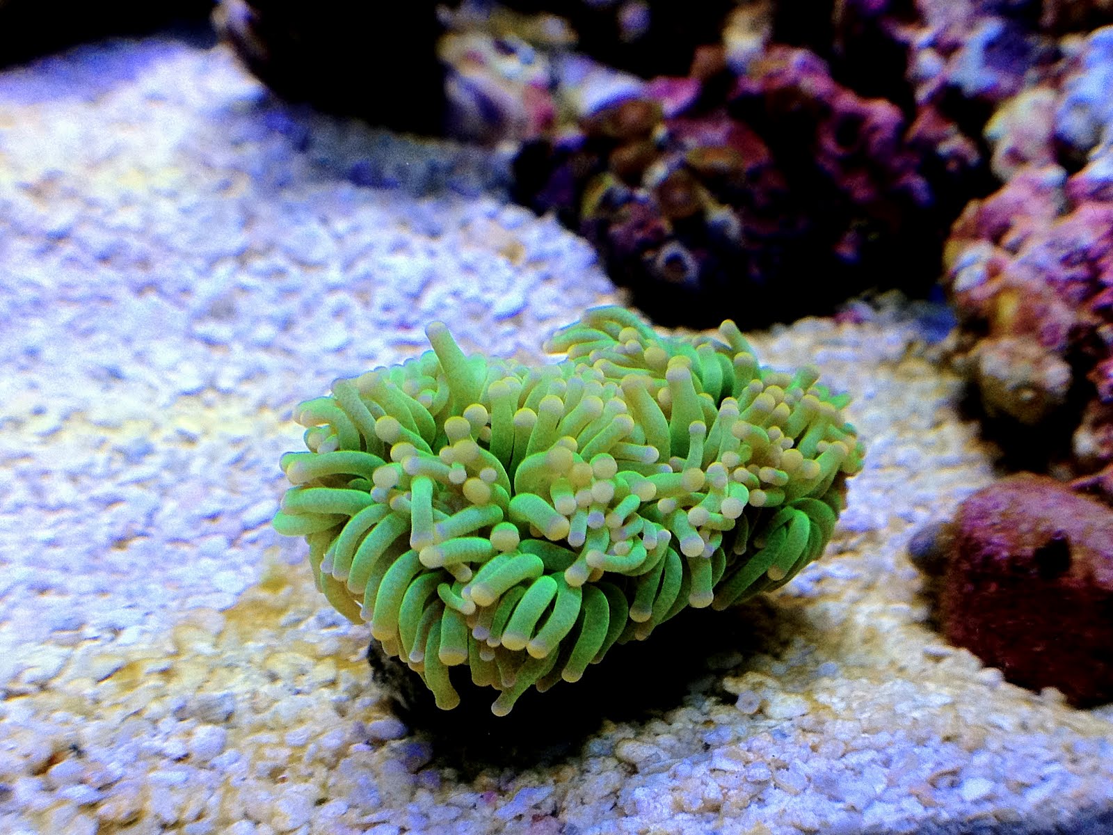 Emboli's Aquariums [MARINE TANK] Ultra Golden Hammer and Yellow Tipped