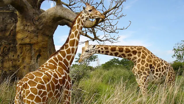 Foto van twee giraffes in het veld