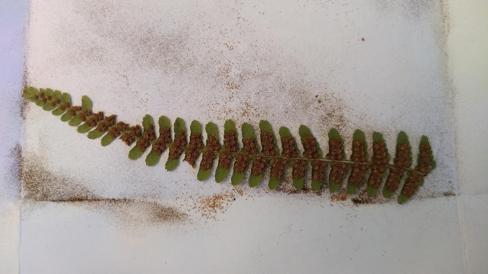Shropshire Botanical Society Growing ferns from spores