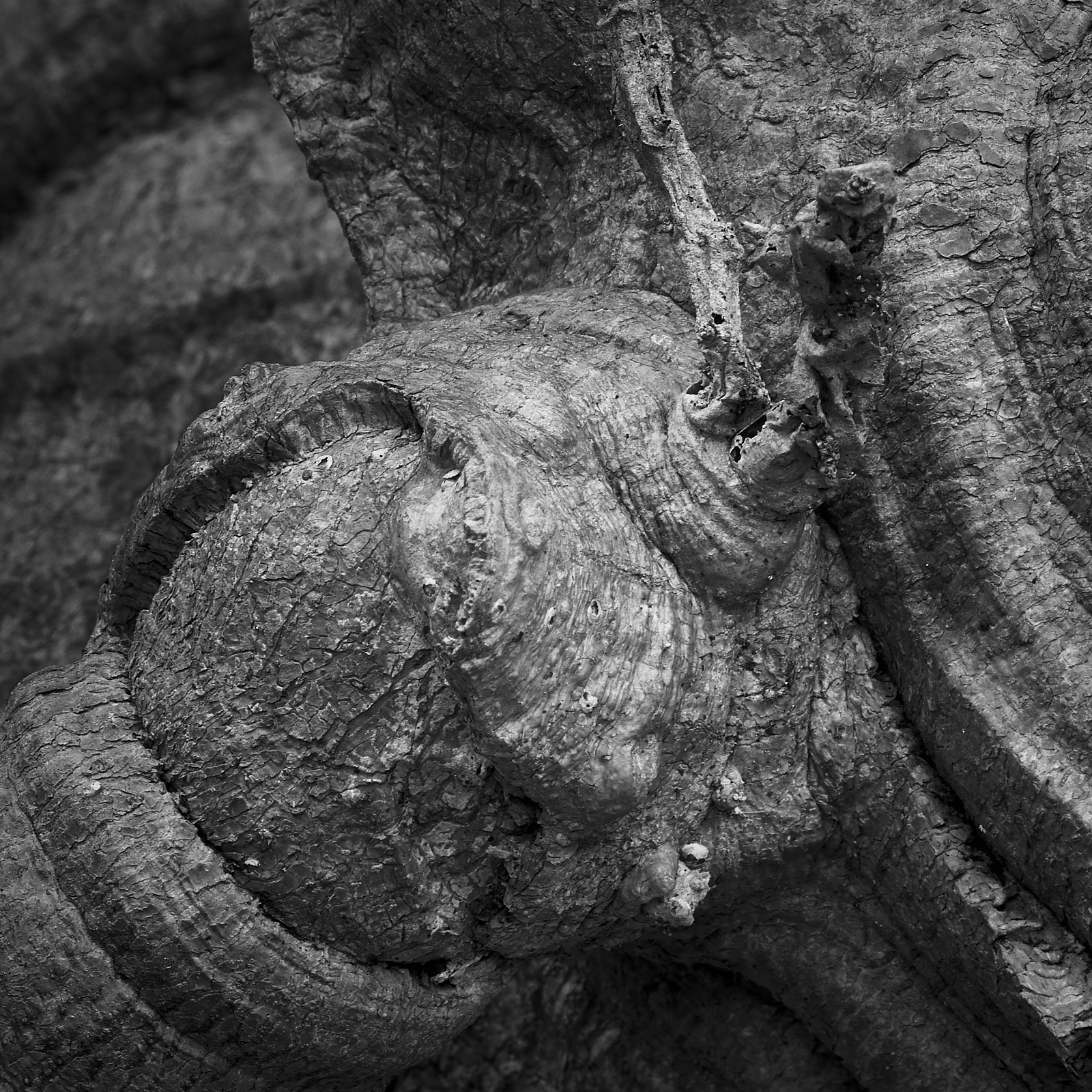 Monochrome, papaya trunk: Shapes And Shadows