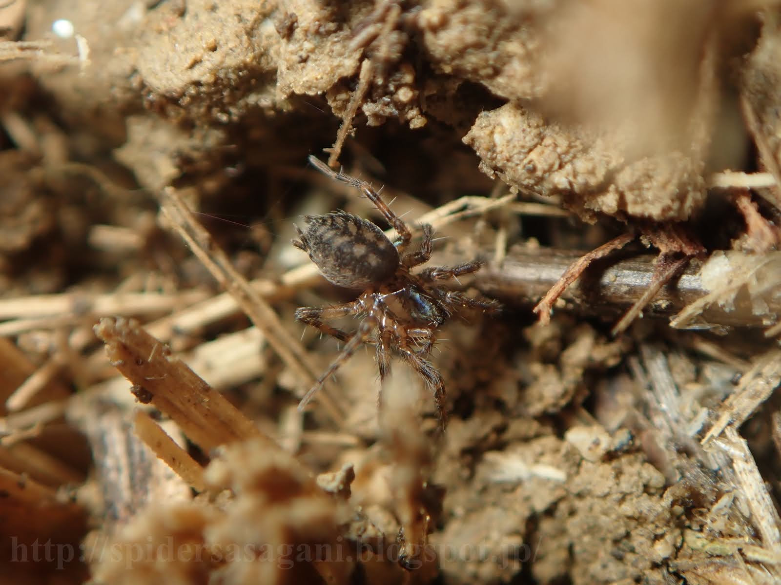 細蟹屋 Hahniidae ハタケグモ科