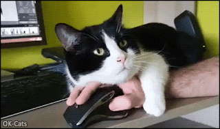 Funny Cat GIF • Affectionate cat thinks that human hand is the best pillow. No more telework at home haha. Funny Cat GIF • Affectionate cat thinks that human hand is the best pillow. No more telework at home haha.