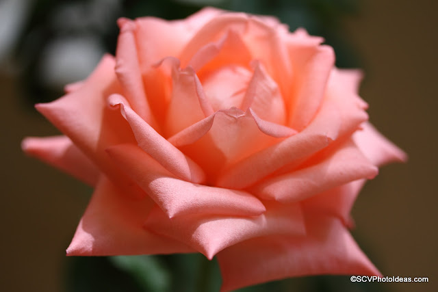 Sun lighted rose 