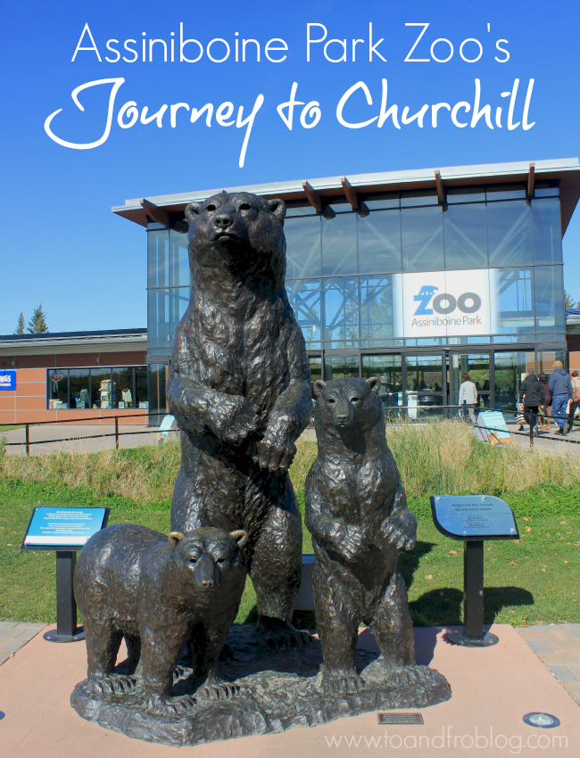 Assiniboine Park Zoos Journey To Churchill To And Fro