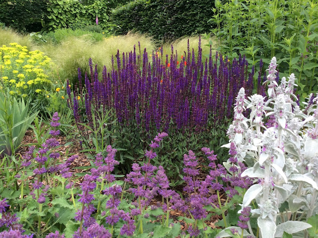 Droogtebestendige border met Salvia's en siergrassen. Droogtebestendige border met Salvia's en siergrassen.