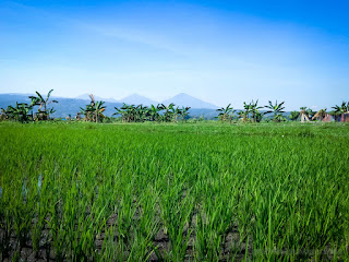 Natural Rural Rice Fields Scenery By The Beach In The Clear Blue Sky Sunny Day At The Village Seririt North Bali Indonesia