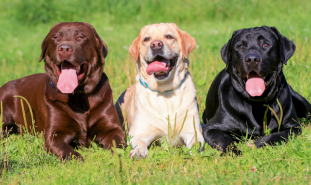 which is best dog breed for families, dog breeds for family, labrador dog pure breed